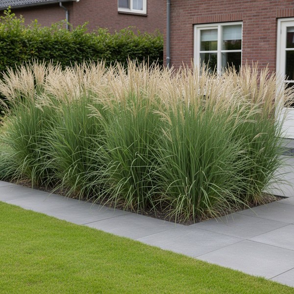 Chinaschilf Miscanthus Kategorie