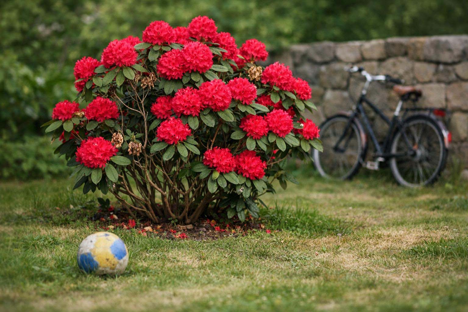 Roter Rhododendron als Solitär im Halbschatten