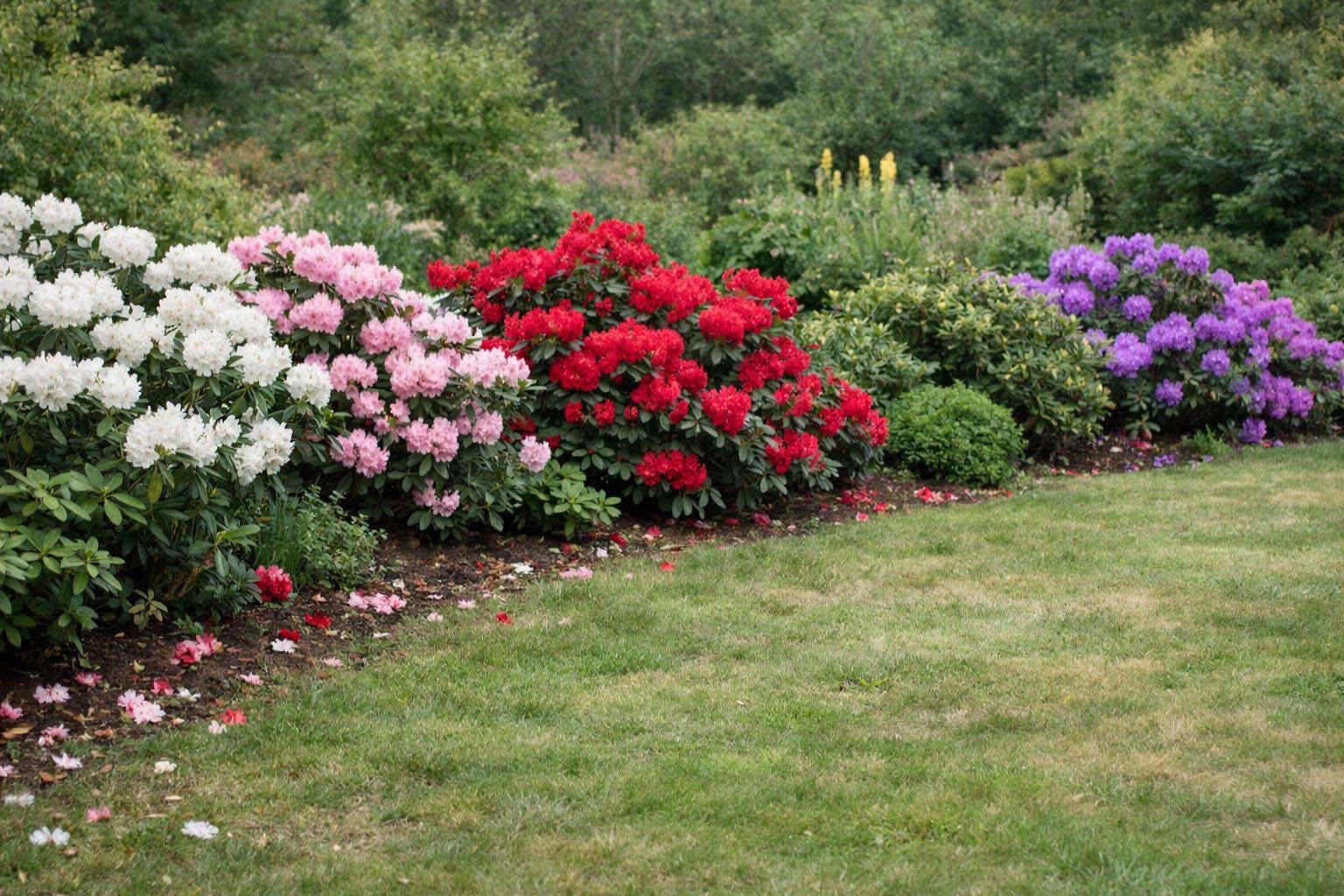 Rhododendron im Frühjahr mit immergrünem Laub und Blütenknospen